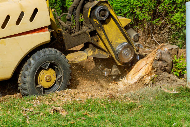 Tree Branch Trimming in Smithfield, VA